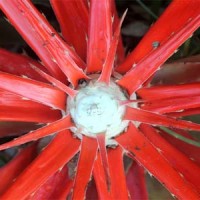 Bromelien & Tillandsien im Amazonas