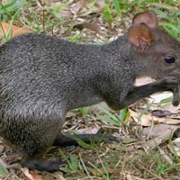 Goldaguti – Cutia