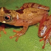 Laubfrosch Hyla cf. Brevifrons