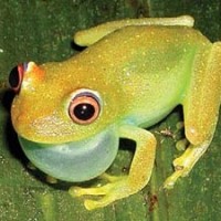 Grüner Laubfrosch