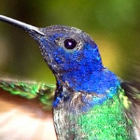 Vögel in Amazonien