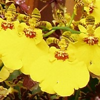 Goldregen-Orchidee