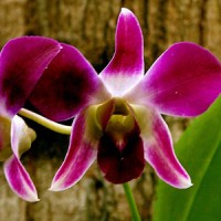 Orchideen im Amazonien