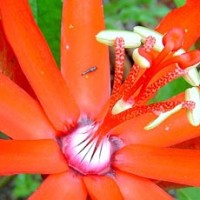 Passionsblumen im Amazonien