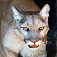 Puma – Suçuarana