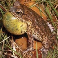Marmorkröte