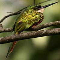 Paradiesglanzvogel