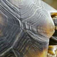 Reptilien in Amazonien
