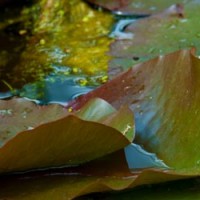 Wasserpflanzen im Amazonas