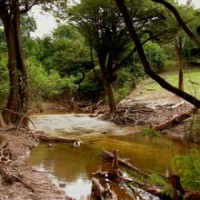 Jaú Nationalpark