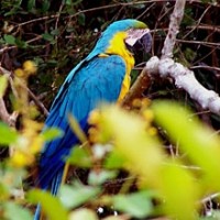 Serra da Cutia Nationalpark