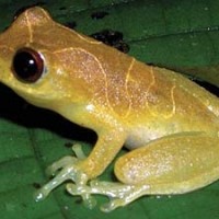 Kleiner Laubfrosch