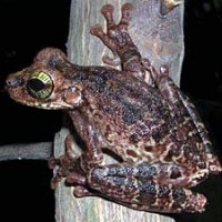 Oophagous Schlankbein Laubfrosch