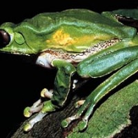Riesenmakifrosch