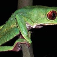 Makifrosch
