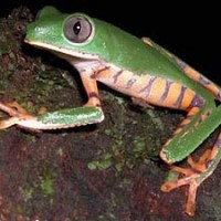Bunter Makigreiffrosch