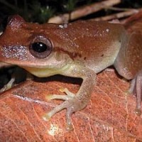 Knickzehenlaubfrosch