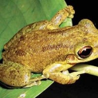 Roter Knickzehen-Laubfrosch