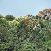 Mundurucu-Indianer verkaufen Rechte an Regenwald für Millionensumme