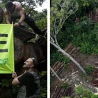 Greenpeace: „Illegaler Holzeinschlag ist ein chronisches Problem Brasiliens!“