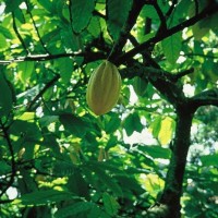 Kakao: “Braunes Gold” kehrt in den Amazonas zurück