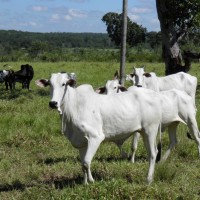 Abstimmung über neues Waldgesetz in Brasilien möglicherweise erst nach Rio+20