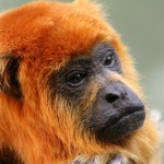 Affen aus Amazonien ohne Heimat