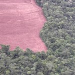 Abholzung im Amazonasgebiet um fast 400% gestiegen