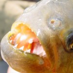 Piranhas – Menschen fressende Ungeheuer?
