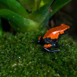 Frosch-Vielfalt Amazoniens