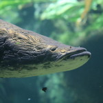 Gigantischer Süsswasserfisch
