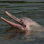 Grösster Fischräuber Amazoniens
