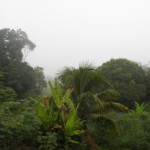 Regenwald wichtig für planetares Klima