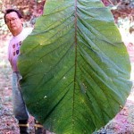 Amazoniens riesige Blätter