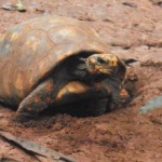 Schildkröten als Spielzeug
