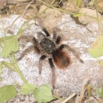 Vogelspinne Amazoniens
