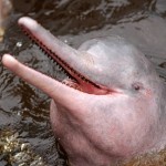 Stärker Schutz für Amazonas-Delfin gefordert