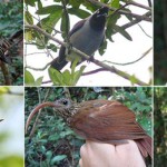Neue Vogelarten in Amazonien entdeckt