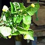 Jambu – betäubende Schönheit