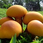 Cogumelos – Amazoniens seltene Pilze