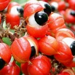 Guaraná – die Augen-Frucht