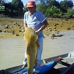 Gurijuba – Fisch mit Schwimmblase