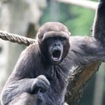 Macaco-barrigudo – der dickbauchige Affe