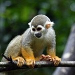 Macaco-de-cheiro – das Totenkopfäffchen