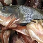 Mapará – ein wertvoller Speisefisch