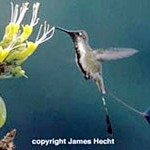Mirabilis – Kolibri auf der roten Liste
