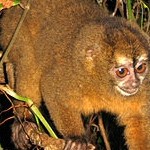 Macaco-da-noite – der nachtaktive Affe