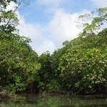 Parque Nacional do Jáu – Hort der Artenvielfalt