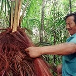 Piaçabeiros – die Palmenernter