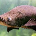 Pirarucu – gigantischer Süsswasserfisch